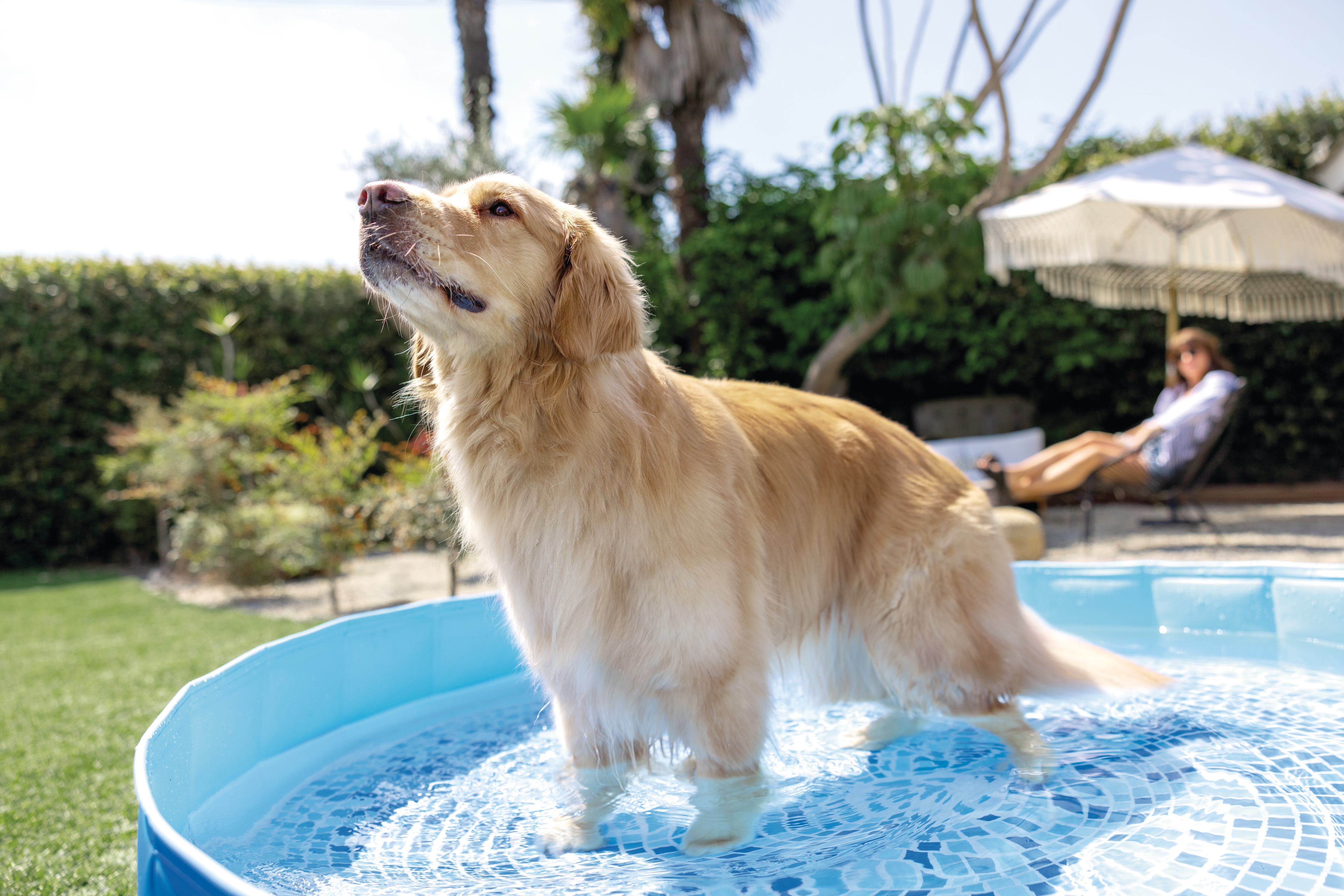 Bazen za kućne ljubimce - 1.52 x 0.3m - Image 10