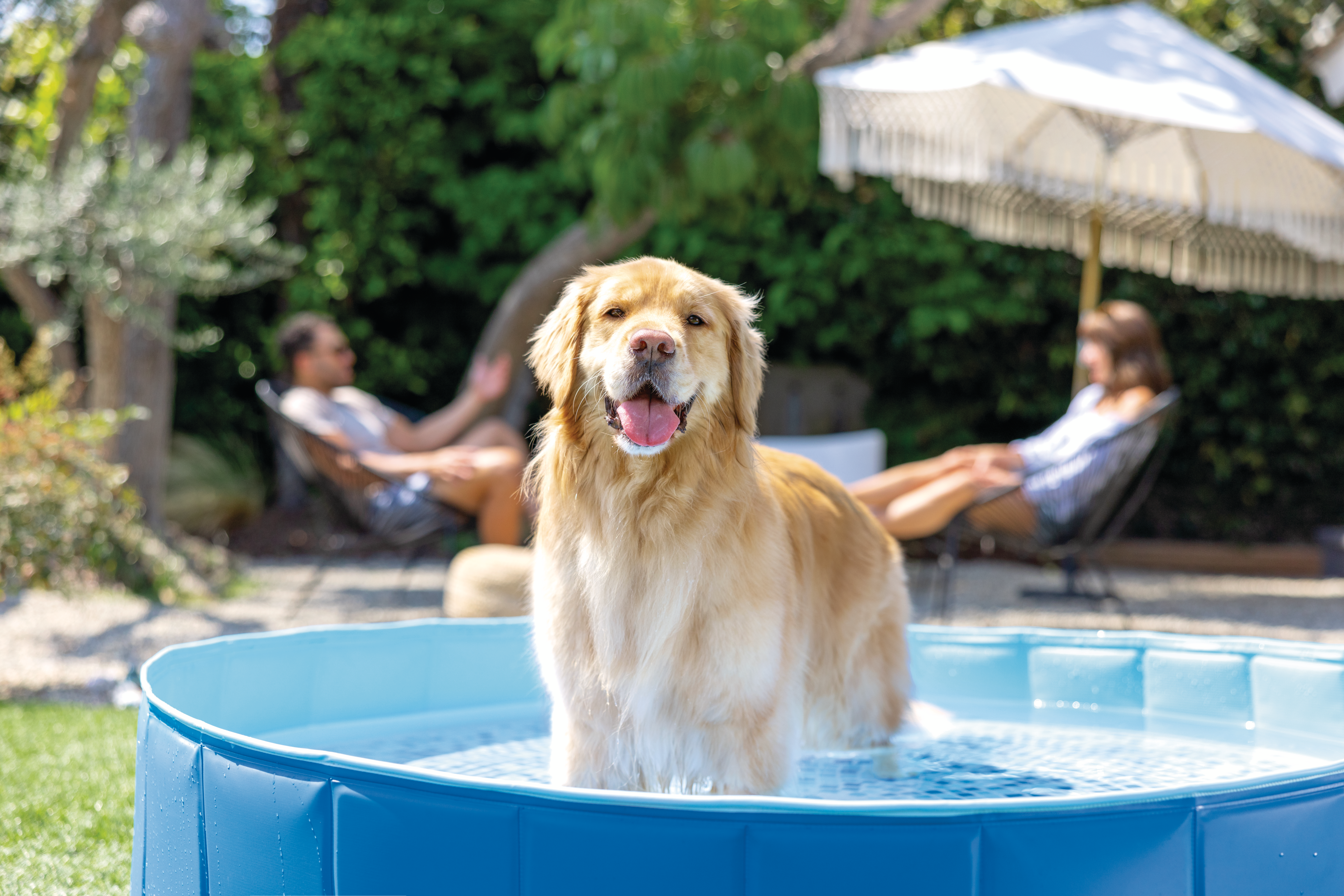 Bazen za kućne ljubimce - 1.52 x 0.3m - Image 12